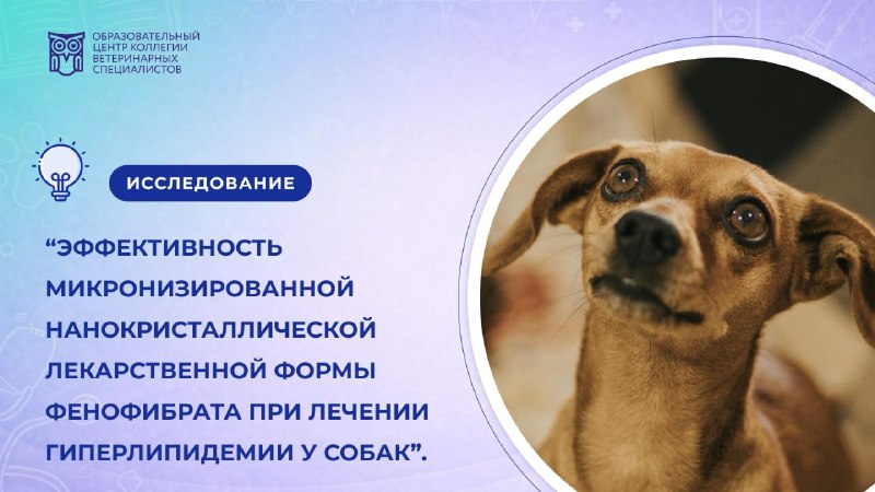 Иллюстрация к публикации «Фенофибрат при гиперлипидемии у собак», 1