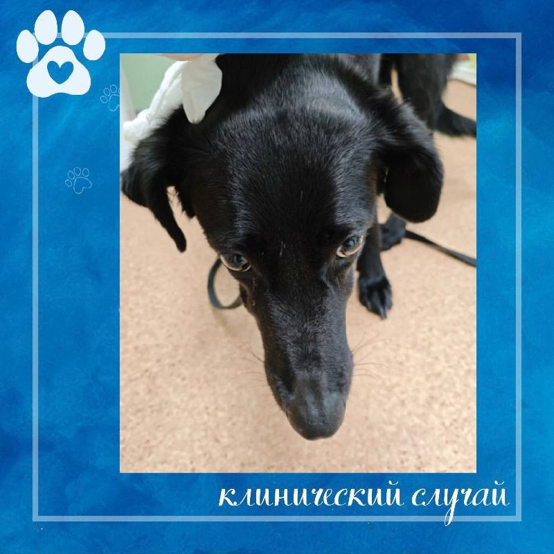 Иллюстрация к публикации «Гипотиреоз у собаки: клинический случай», 1