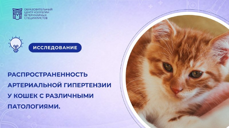 Иллюстрация к публикации «Артериальная гипертензия у кошек», 1
